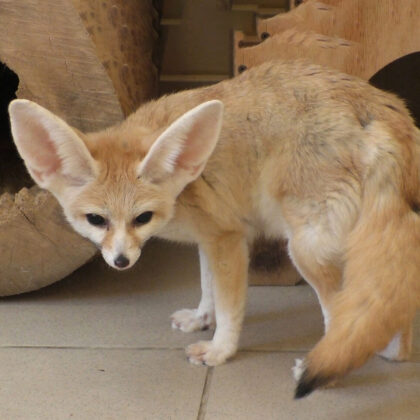 Fennec