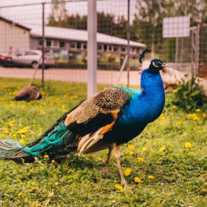 Indian Peafowl