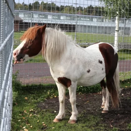 Shetland Pony