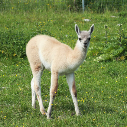 Guanaco