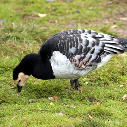 The Barnacle Goose