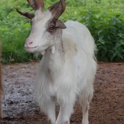 Markhor, a wild goat