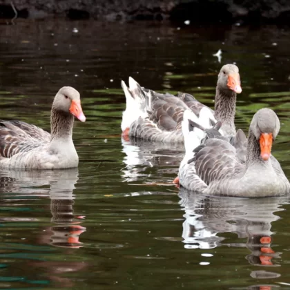 Greater White-fronted Goose