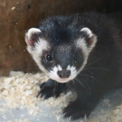 European Polecat