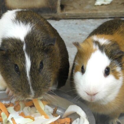 Guinea Pig