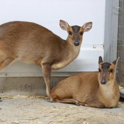 Muntjac