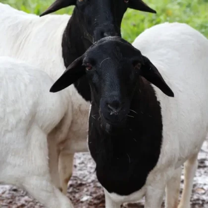 Somali sheep