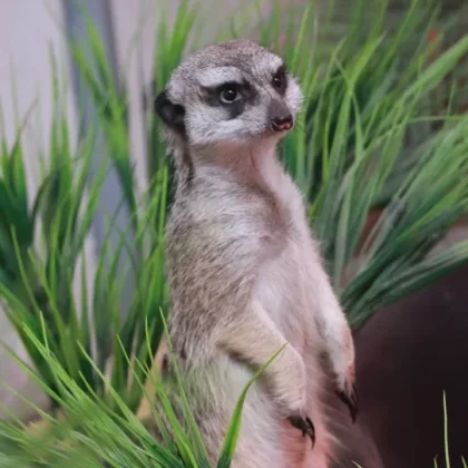 Meerkat