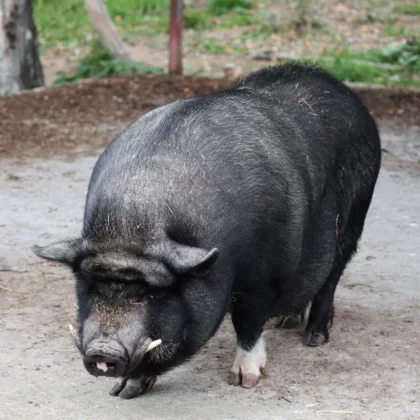 Vietnamese Pot-bellied Pig