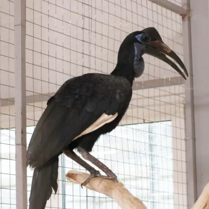 Abyssinian Ground Hornbill