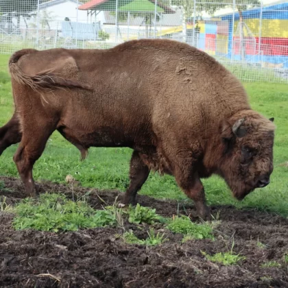 European Bison (Wisent)