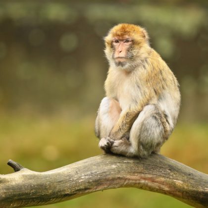 Barbary Macaque