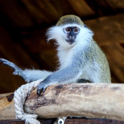 Vervet Monkey