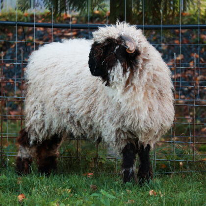 Валлийская черноносая овца